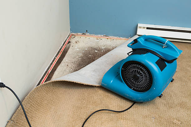 Best Mold removal after water damage  in Concord, NH